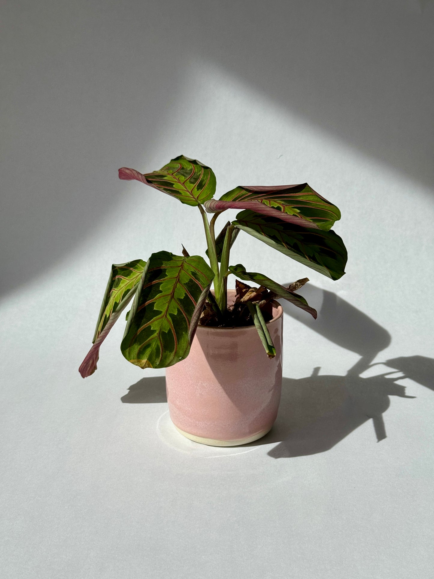Vases roses
