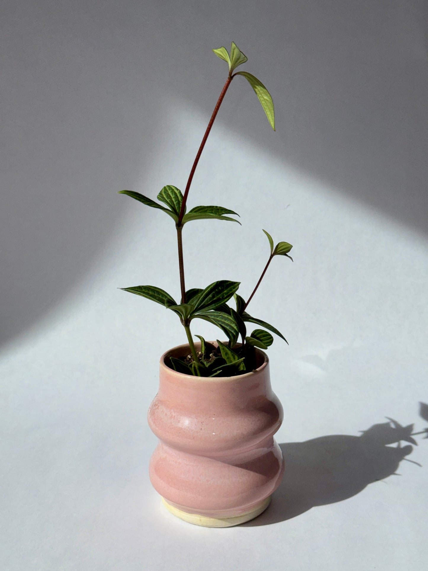 Vases roses