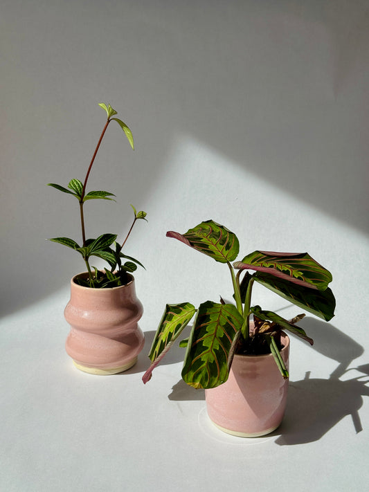 Vases roses